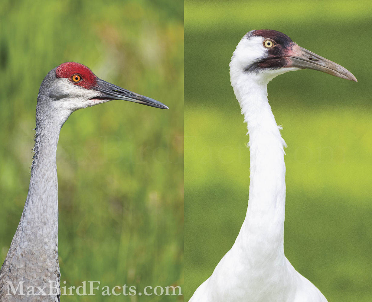 Whooping_Crane_vs_Sandhill_Crane_Whooping-Crane-vs-Sandhill-Crane-Profile
I’ve tried to scale the images of this Sandhill Crane and Whooping Crane to be roughly accurate to how they would appear side-by-side. Note the color difference between the birds' beaks and the flesh at their base. Also, see the white cheeks and throat of the Sandhill compared to the exposed flesh along the lower jaw of the Whooping. (Christmas, FL. 2020) (Leesburg, FL. 2022)