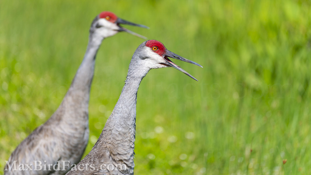 Sandhill and Whooping Cranes flush blood to their exposed skin to make their displays more vibrant and eye-catching. This pair of Sandhills have done just this while orchestrating a unison call to help strengthen their pair bonds. (Christmas, FL. 2020)
