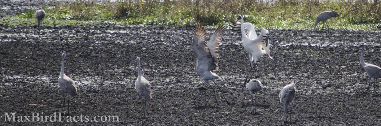 Whooping_Crane_vs_Sandhill_Crane_whooping-crane-and-sandhill-crane-display
Here we can see the clear difference in size between this adult Whooping Crane and the surrounding Sandhill Cranes. The enormous white bird is strikingly larger in all ways than the gray cranes nearby. Yet, even with its wings extended, the Sandhill Crane appears childishly small in front of the outstretched span of the Whooping Crane. (Gainesville, FL. 2016)