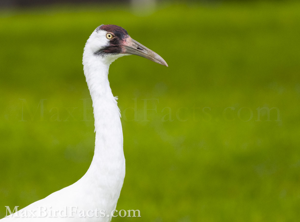 Whooping_Crane_vs_Sandhill_Crane_whooping-crane-profile
The striking beauty of the Whooping Crane cannot be understated. These enormous pale birds are like marble pillars, imposing and stately over their marshland homes. (Leesburg, FL. 2022)