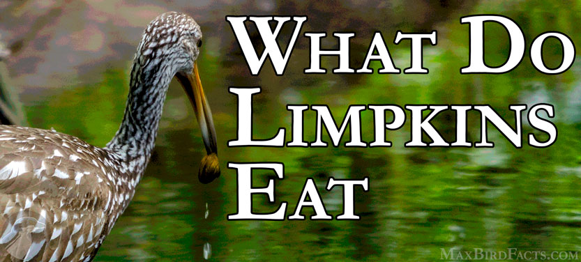 What Do Limpkins Eat