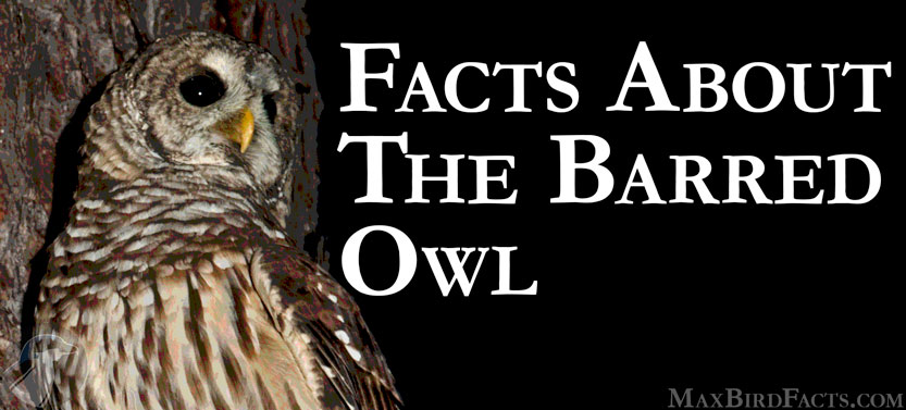 44. Facts About The Barred Owl