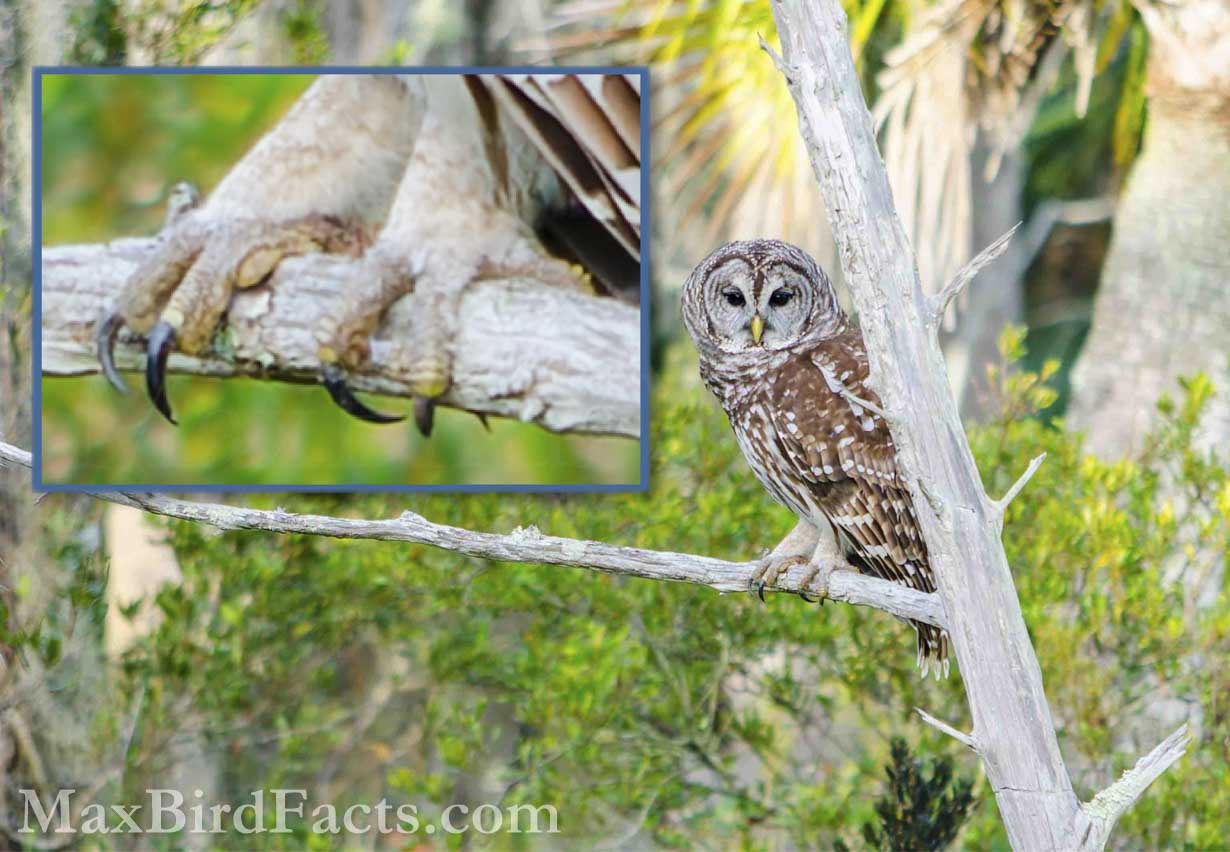 Facts_About_The_Barred_Owl_barred-owl-perched-on-branch-day_BarredOwlFootDetail
Florida Barred Owls are such stunning raptors to watch. The key feature distinguishing the Florida subspecies from the Northern is the lack of feathers on its toes, except for a patch on the outer side of the middle toe. Here, I’ve zoomed into this owl’s feet, and we can clearly see the complete lack of feathers on the toes, except for the small distinct patch between the two middle toes. Keeping track of these features and reporting the correct subspecies is vital to supplying researchers with more information. It also helps if this group is split in the future, and since I already have it listed, it will be a free lifer for me! (Christmas, FL. 2020)