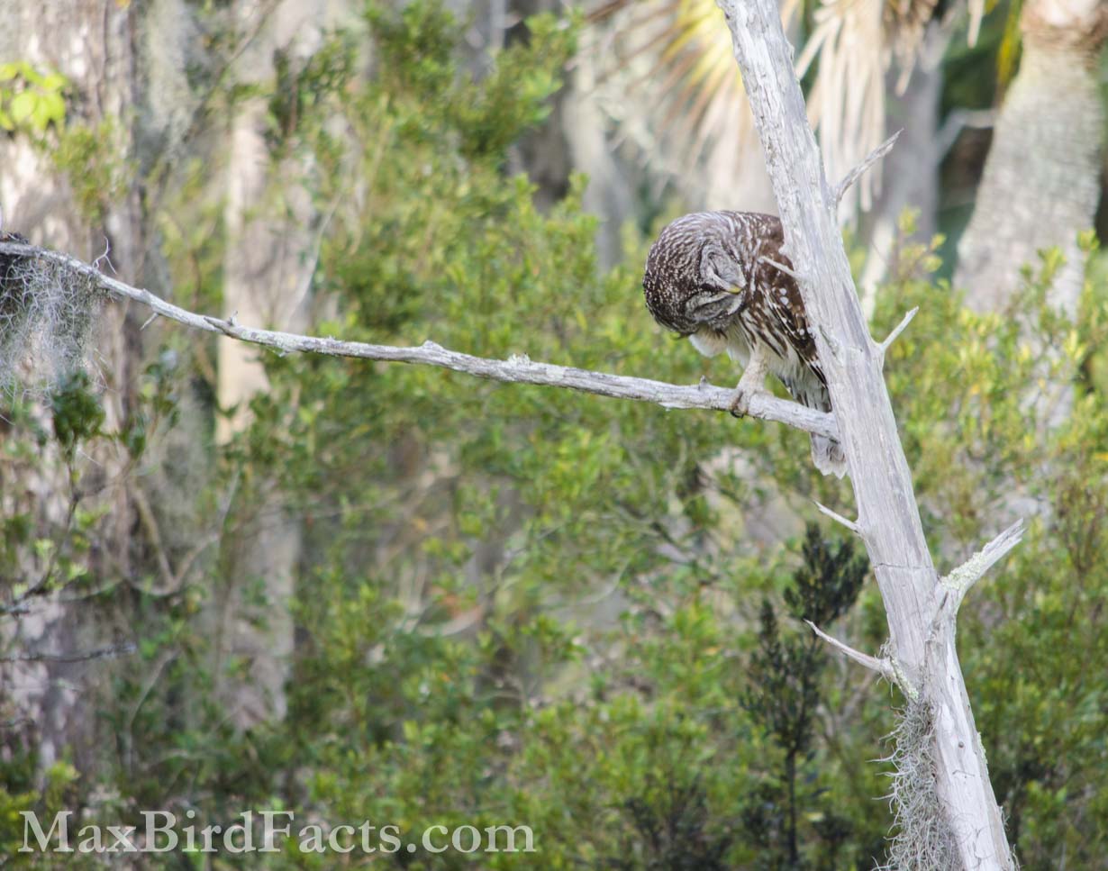 Facts_About_The_Barred_Owl_barred-owl-preening
