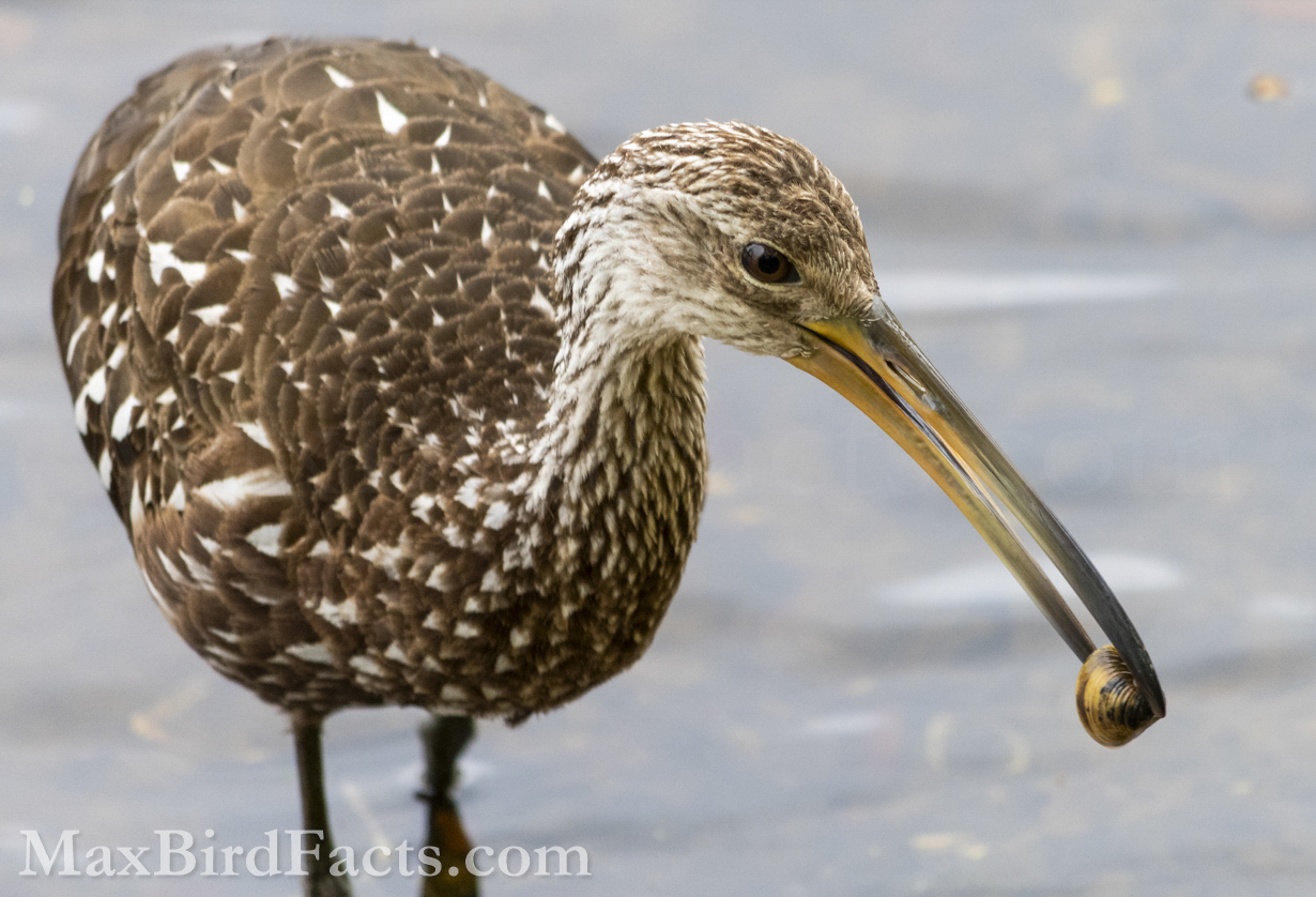 What_Do_Limpkins_Eat_limpkin_holding_freshwater_mussel
I was lucky to live seven minutes away from a park with heavy Limpkin activity while attending college. After my classes, I would go to this park for an hour or so to watch and photograph these odd birds hammer away at clams and mussels, and that’s where my admiration for them grew. This Limpkin is holding what looks to be an Asian Clam (Corbicula fluminea), though my mollusk identification is severely lacking. This is a good sign that the birds can add these invasive species to their diet without issues. (Union Park, FL. 2020)