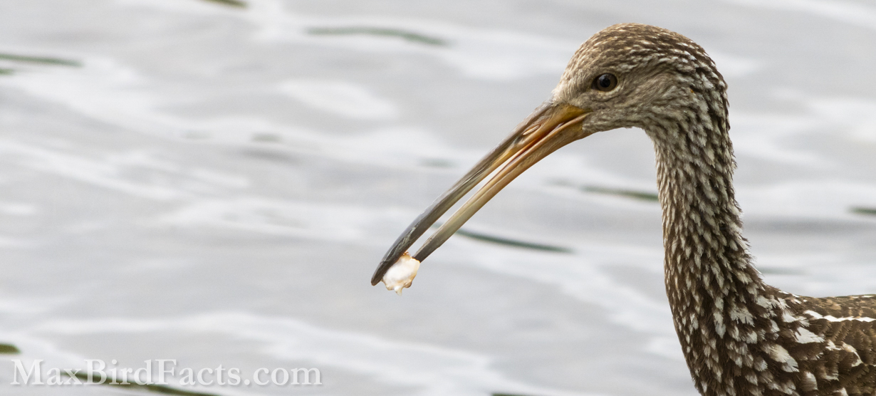 What_Do_Limpkins_Eat_limpkin_holding_mussel_meat