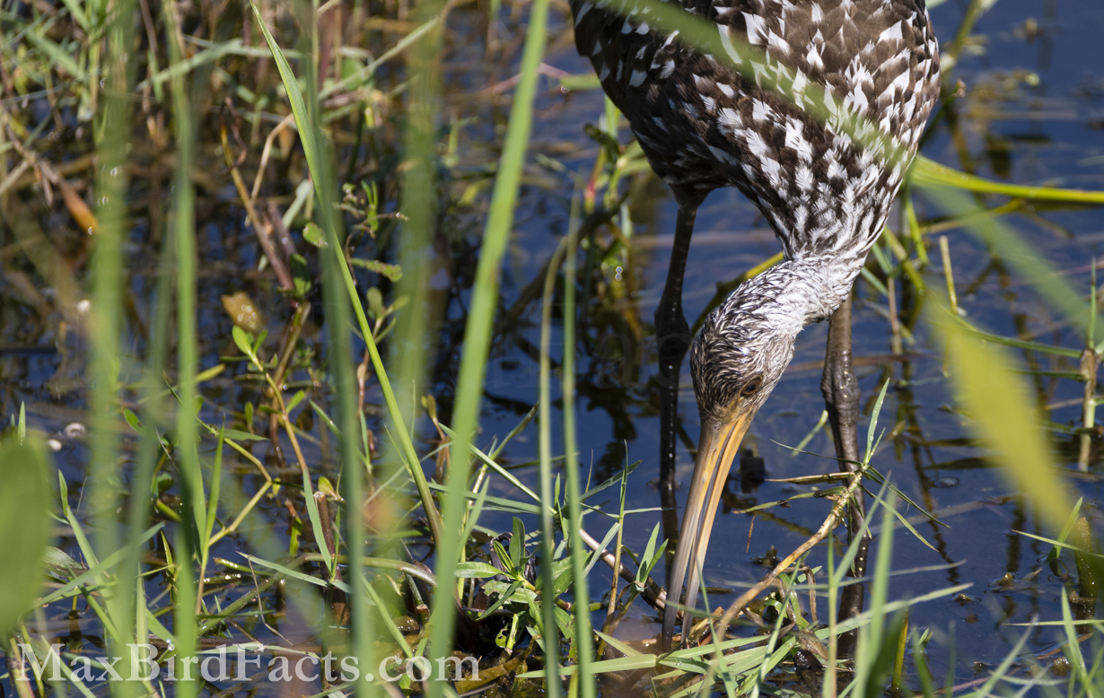 What_Do_Limpkins_Eat_limpkin_probing
One of the first things I look for when determining if a Limpkin has an established territory in an area is to look for a noticeable quantity of discarded shells. These shell mounds are vital to understanding what these amazing birds consume in their preferred ecosystems. A 1981 study at Alexander Springs, FL showed that of the 365 shells found, 76% were Florida apple snails, 13% were mussels, and 11% were other snails. (Christmas, FL. 2020)