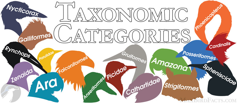 Taxonomic-Categories
