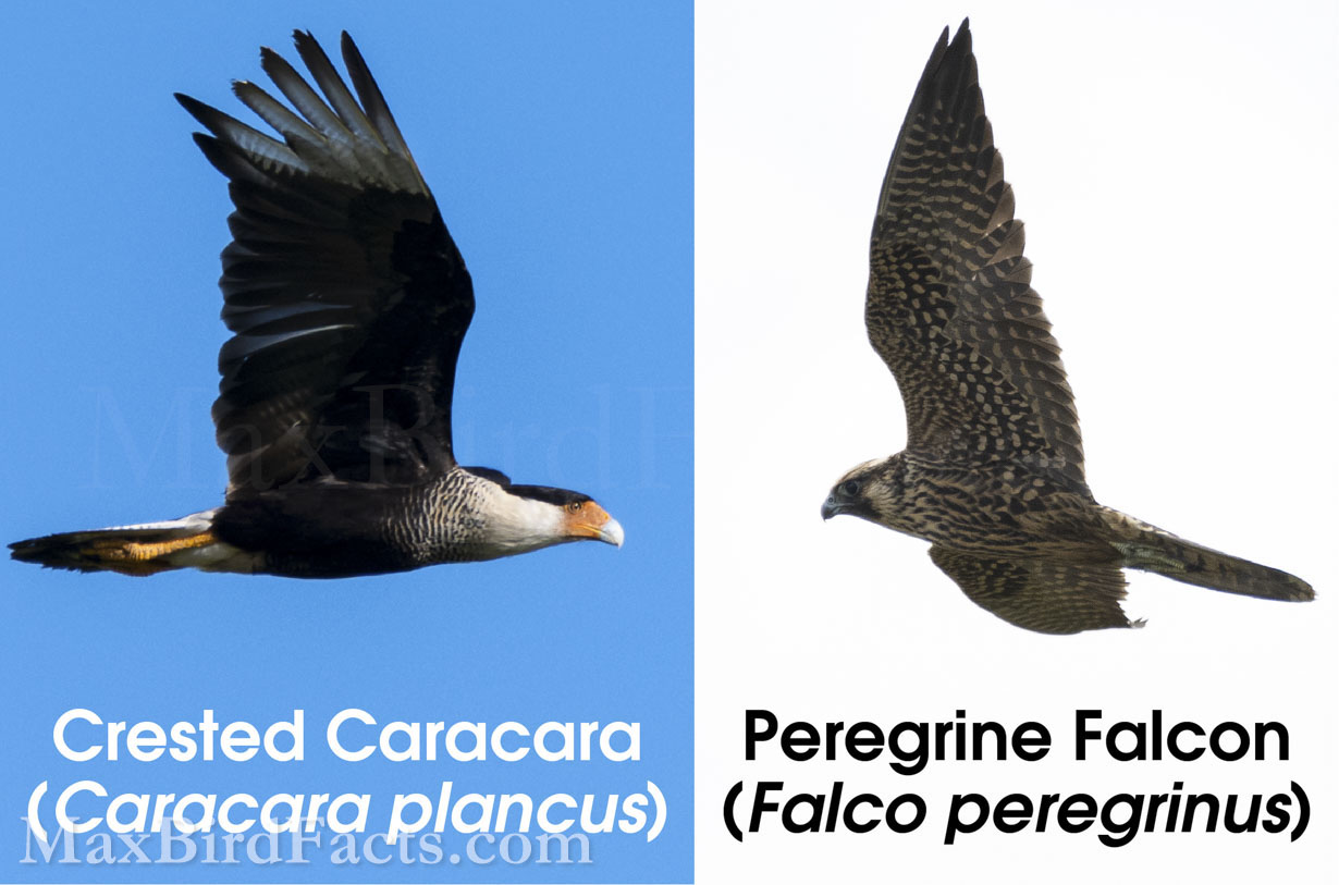 Taxonomic_Categories_Crested_Caracara_VS_Peregrine_Falcon
Though Crested Caracaras and Peregrine Falcons belong to the same family, they are a perfect example of how genetically similar species can appear very different physically. Note the broad, rounded wings of the Caracara compared to the sharp, narrow wings of the Peregrine. The heads and beaks of both birds are very distinct, and this is because of their differing lifestyles and niches. (Kenansville, FL. 2022) (Marathon, FL. 2022)