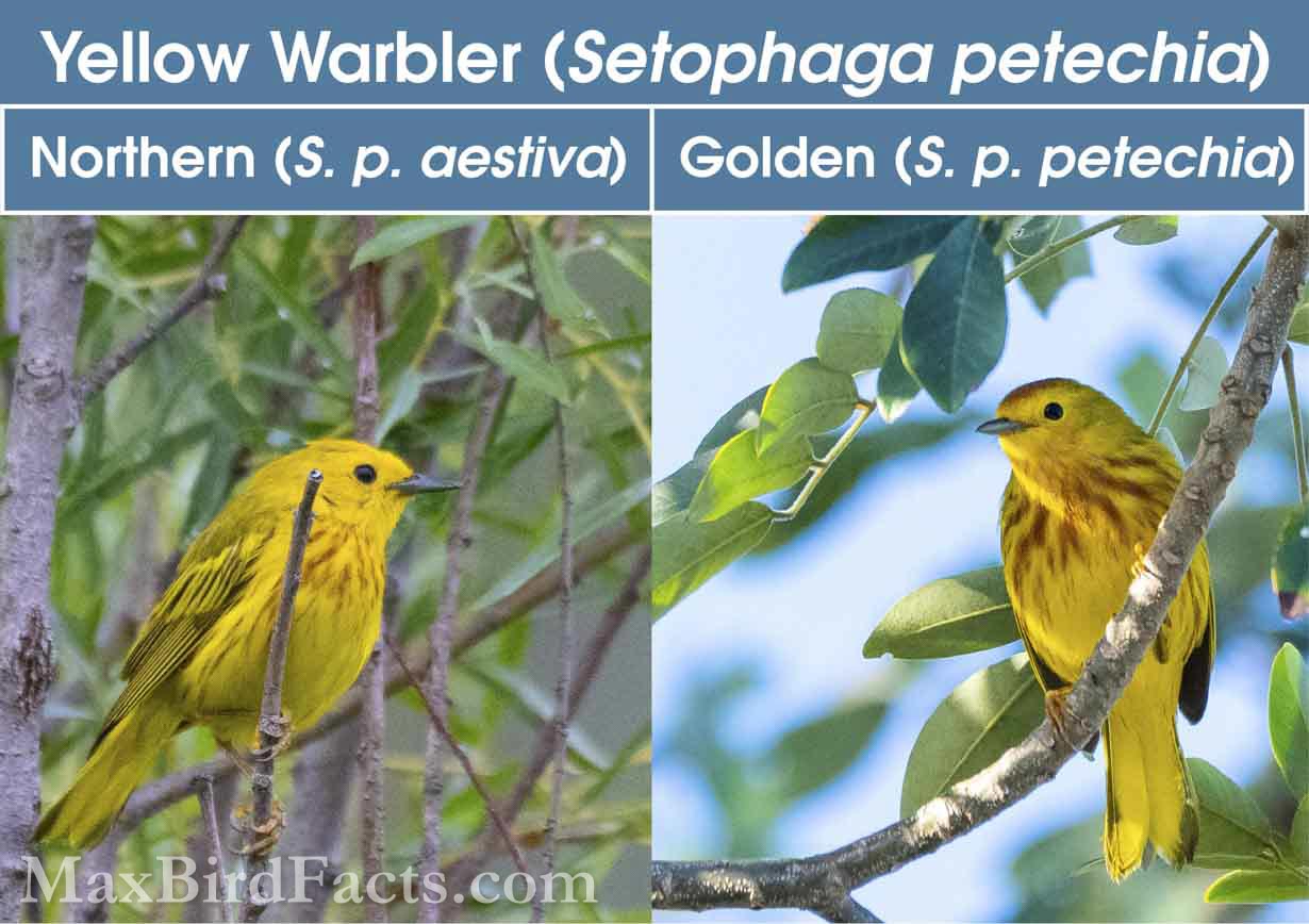 Taxonomic_Categories_Yellow_Warbler_northern_and_golden_Subspecies
Some subspecies are easier to tell apart than others. Here, the Northern Yellow Warbler (left) shows much less orange coloration on its head than the Golden Yellow Warber (right). Even the darkness of the barring on the Golden’s chest is much more defined than that on the Northern’s. These two are actually considered “groups” of subspecies, with 6 subspecies within the Northern group and 16 in the Golden group. To be more accurate, this Golden Yellow Warbler is likely a member of the S. p. rufivertex subspecies, and the Northern is likely a member of the S. p. aestiva subspecies. (Kankakee, IL. 2023) (Cozumel, MX. 2023)