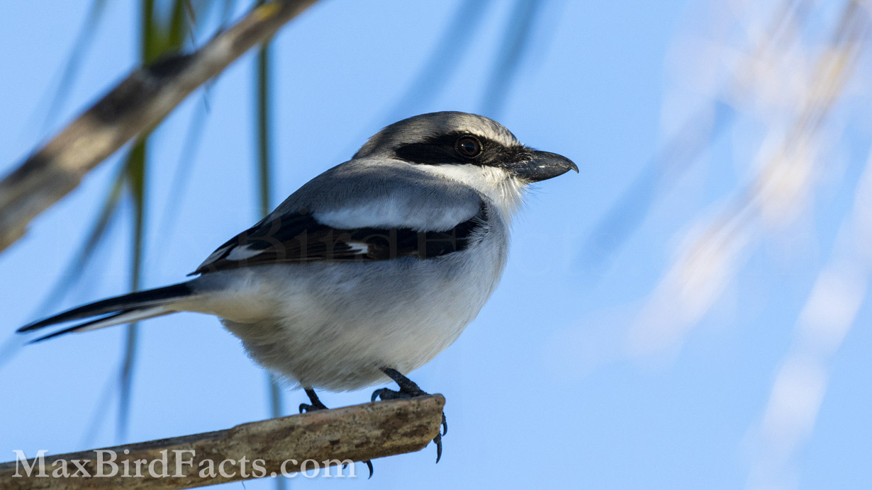 Taxonomic_Categories_loggerhead_shrike
Here we can see some features defining this bird as a Loggerhead Shrike. Its distinct black mask, gray body, and sharply hooked black beak indicate this is an efficient and discrete predator. (Titusville, FL. 2023)