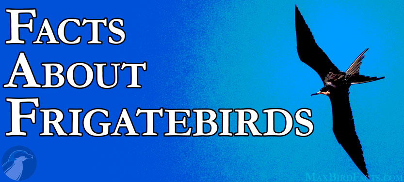 46_Facts_About_Frigate_Birds_Banner