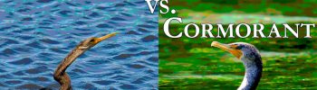 47_Anhinga_VS_Cormorants_Banner