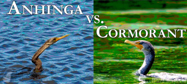 Anhinga vs. Cormorant — Snakebird or Sea Raven? - Welcome to ...