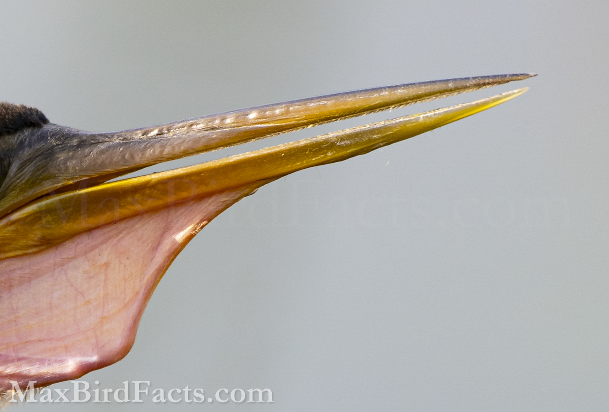 Here, we can clearly see these serrations on the Anhinga’s beak. These structures are present on both the upper and lower jaws, so there is no escape for a skewered fish. The serrations also help keep the stabbed fish from sliding off the bill since if the beak were smooth, there would be nothing to retain the fish when it tries to swim away. (Christmas, FL. 2020)
Anhinga_vs_Cormorant_Anhinga_beak_close_up