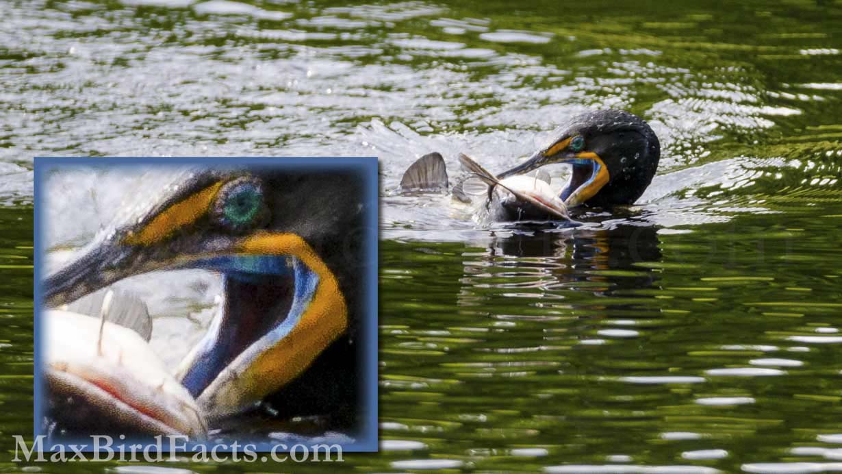 In the zoomed-in crop of this image of a Double-crested Cormorant holding a large catfish, we can just barely see its elusive blue mouth. This coloration is a breeding display that only occurs for a short window before the birds have bred and are starting to build their nests. (Union Park, FL. 2019)
Anhinga_vs_Cormorant_Double_crested_Cormorant_Cormorant_Mouth_Close_Up