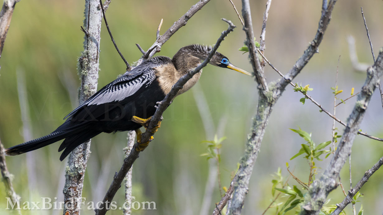 Here, an adult female Anhinga is in full breeding plumage with her bright blue facial skin and the hint of her white plumes. This coloration is vital for other birds to know when they are ready and at the peak stage for the season. Her silvery coverts are also in full view to show she is a very healthy adult and a suitable partner. (Apopka, FL. 2023)
Anhinga_vs_Cormorant_anhinga_female_breeding_plumage