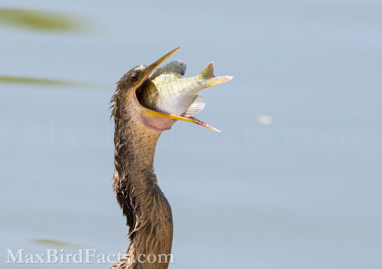 This young female Anhinga shows how large of a fish it can swallow whole. Anhingas and Cormorants have specialized jaws that allow them to open their mouths incredibly wide to consume these impressive fish. Several times, I’ve seen an Anhinga with a fish that appears too big, but it still manages to gobble it up without issue. (Ocala, FL. 2021)
Anhinga_vs_Cormorant_anhinga_female_swallowing_fish