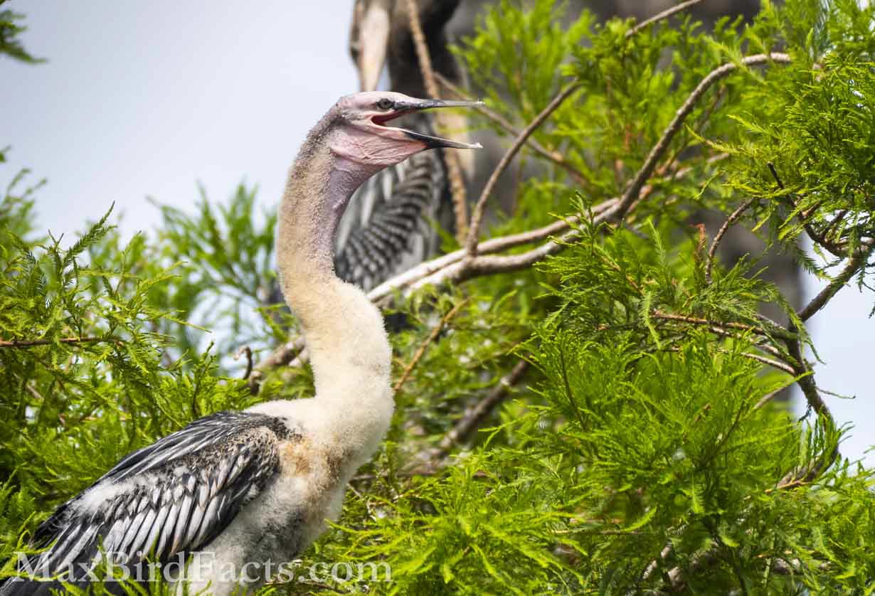This immature Anhinga is in the awkward stage between its nestling down and first juvenile plumage. Its gray eyes and white head and neck indicate that it is still quite a young bird, but the beginning growth of its wing feathers points to it nearing the step of leaving the nest. (Orlando 2021)
Anhinga_vs_Cormorant_anhinga_immature_at_nest