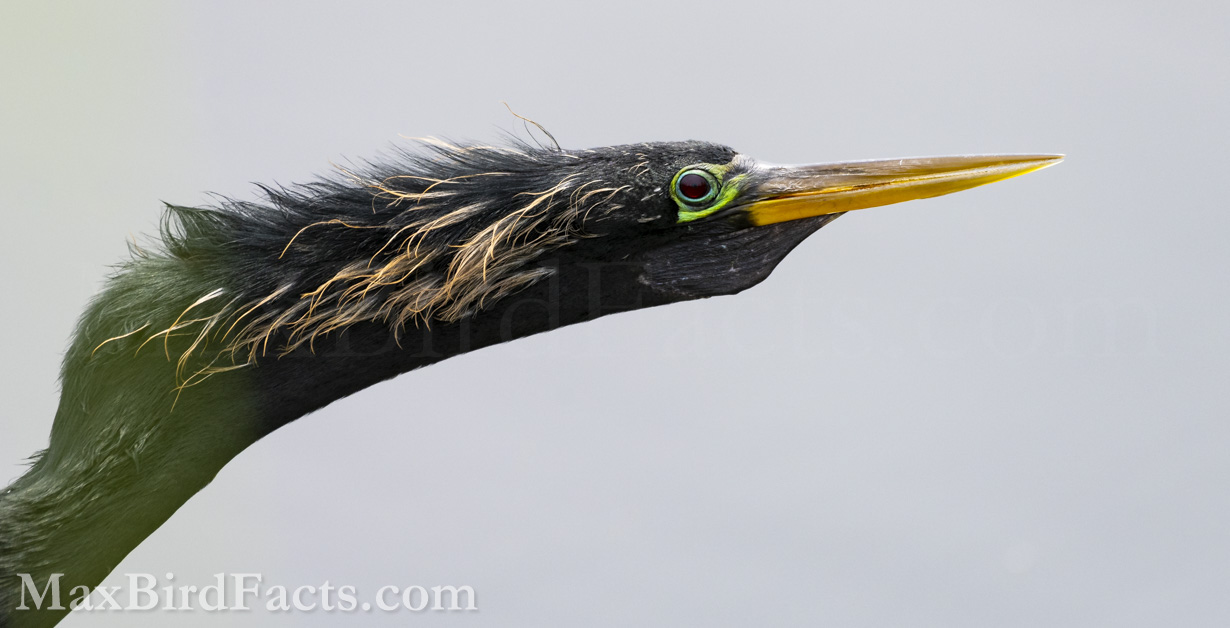This adult male is phasing into his breeding plumage for the season. We’ll discuss these odd feathers and colors briefly, but I wanted to start us off with this image for the Snakebird. (Leesburg, FL. 2023)
Anhinga_vs_Cormorant_anhinga_male_best_profile