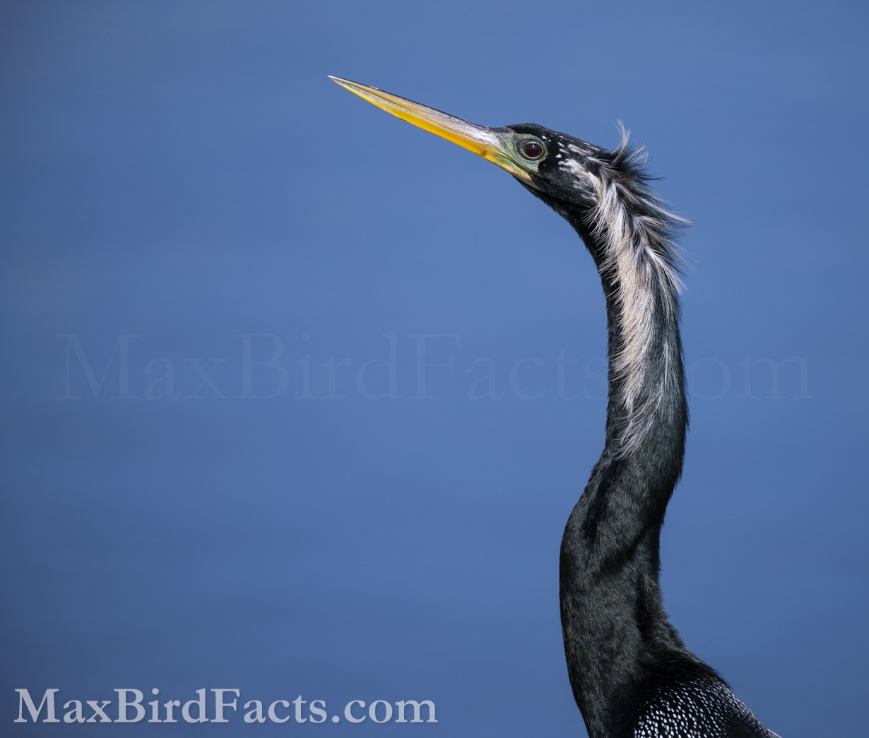 This beautiful male Anhinga is in its transitional phase, entering its breeding plumage. Along with its white feathers and bluish-green facial skin, the overall aspect of the male Anhinga becomes much more dynamic. Outside of its breeding cycle, the plumage of the male Anhinga is more flat-black. However, its feathers take on a shiny, iridescent vibrance when the breeding season begins. We can see this near the curve of this bird’s neck, where the white feathers end, where a bluish sheen is visible. (Christmas, FL. 2020)
Anhinga_vs_Cormorant_anhinga_male_profile