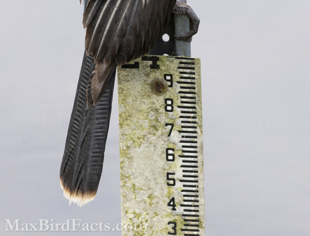 The Anhinga’s tail is a massive attribute of this bird. With its corrugated feathers to increase their strength and rigidity, the tail is this bird’s key to successful aquatic pursuits. The water level marker this bird is perched on is an excellent measuring tool to see how long its tail is. Marked in tenths-of-a-foot, the visible portion of the tail of this Anhinga is at least 7.2 inches long, so the total length should be closer to 8-10 inches. (Christmas, FL. 2021)
Anhinga_vs_Cormorant_anhinga_tail