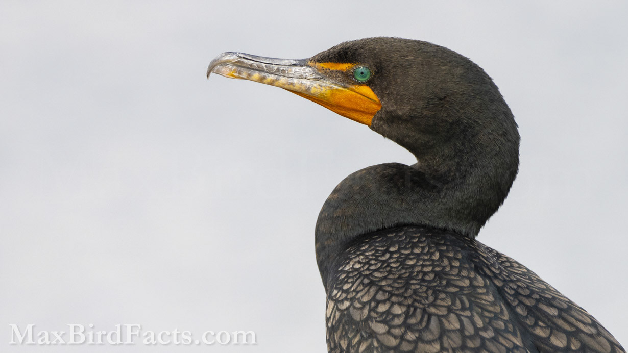 This stunning adult Double-crested Cormorant is the perfect representation of this species. Its beautiful black plumage, turquoise eyes, and orange skin make it a subtle yet astonishing bird to watch. (Apopka, 2023)
Anhinga_vs_Cormorant_double_crested_cormorant_best_profile