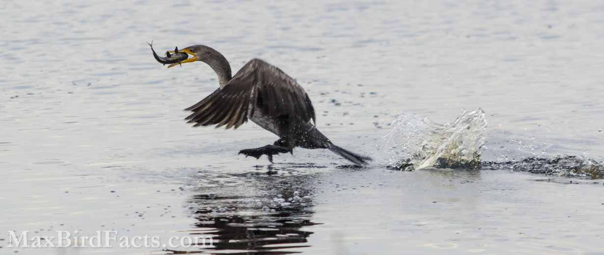This younger Double-crested is coming in to land with an armored catfish in its jaws. Even though this fish has dense armor, the powerful muscles in the Cormorant’s gizzard can break it down enough for the bird to digest the fish. Like owls regurgitating pellets of mouse bones and fur, the Cormorant will vomit anything its potent stomach acid cannot dissolve. (Gainesville, FL. 2015)
Anhinga_vs_Cormorant_double_crested_cormorant_flying_with_fish