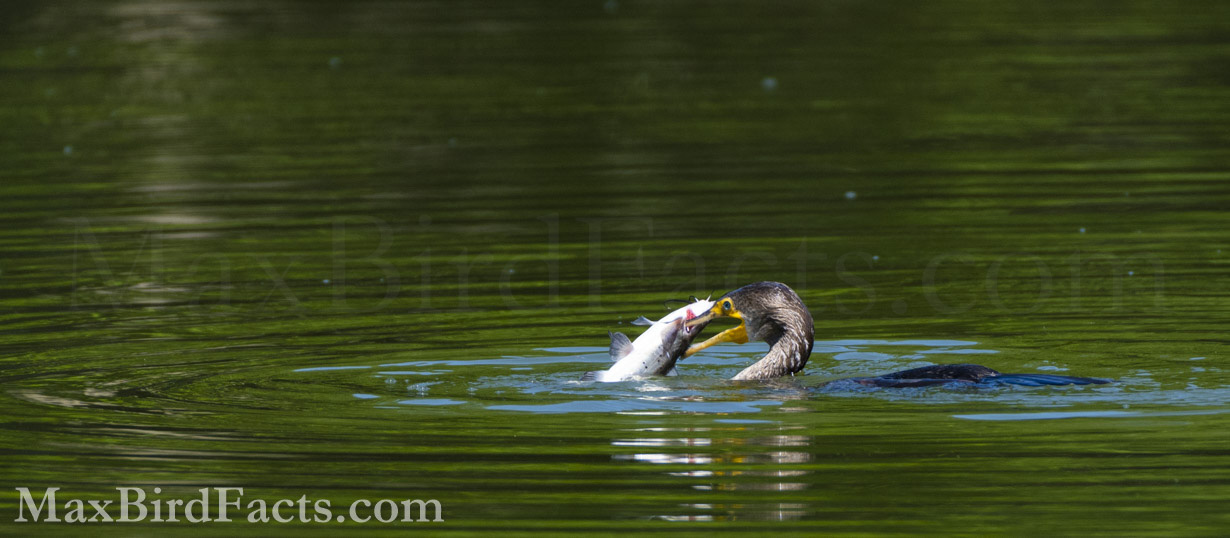 The Cormorant’s preferred method of retaining fish after their capture is to grab it by its gill. This is a natural handhold that any angler can agree with. The tip of the bird’s beak is adequately sharp enough to puncture the skin and flesh of the fish; however, why waste energy when an opening is already provided? (Ocala, FL. 2021)
Anhinga_vs_Cormorant_double_crested_cormorant_holding_catfish_by_gill