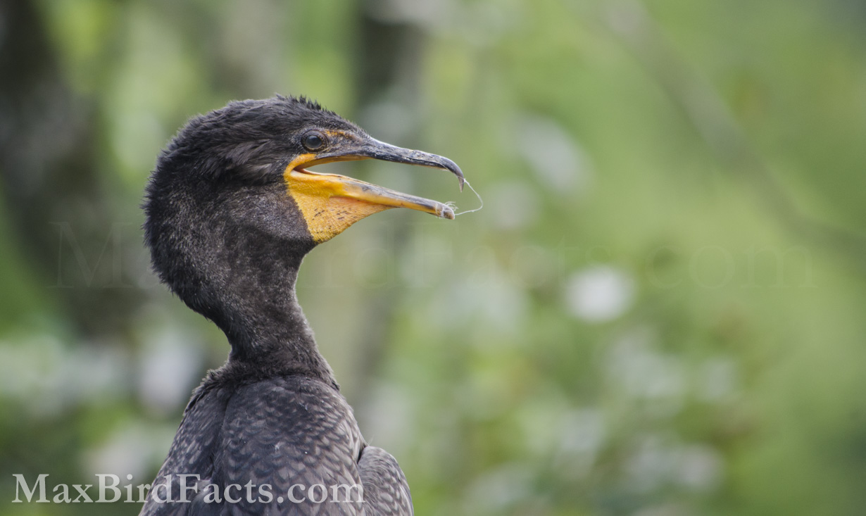This young Double-crested Cormorant is a recent fledgling but isn’t old enough to earn its brilliant blue eyes. (Silver Springs, FL. 2019)
Anhinga_vs_Cormorant_double_crested_cormorant_juvenile_profile