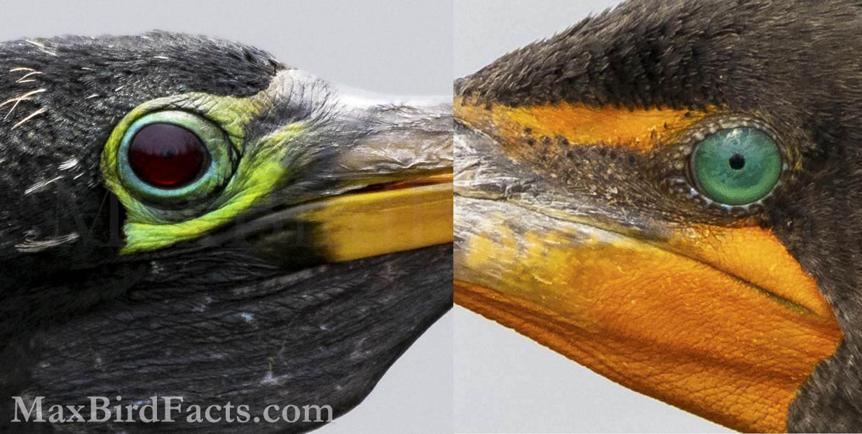 Here, we have a side-by-side view of the eyes and facial skin of an Anhinga (left) and a Cormorant (right). The wine-red color of the Anhinga’s eyes is only really visible when the light hits them just right. However, the turquoise blue eyes of the Cormorant are stunning and contrast its orange exposed skin beautifully. The greenish-blue color around the Anhinga’s eyes is part of its breeding plumage, so it will fade to a dull yellow when the season ends.
Anhinga_vs_Cormorant_together_eyes