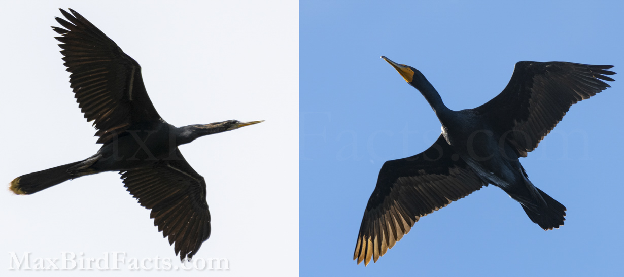 An adult male Anhinga (left) and an adult Cormorant (right) show us how different these birds look in the air. The Anhinga’s tail is virtually the same size as its head and neck, whereas the Cormorant’s is noticeably shorter. Again, this is likely due to the calmer waters the Anhinga prowls in freshwater lakes, rivers, and creeks, where it isn’t getting pushed around as much from the current of the water. However, being a more ocean-fairing species, the Cormorant’s shorter tail could keep it from struggling against the waves and tides.
Anhinga_vs_Cormorant_together_posture