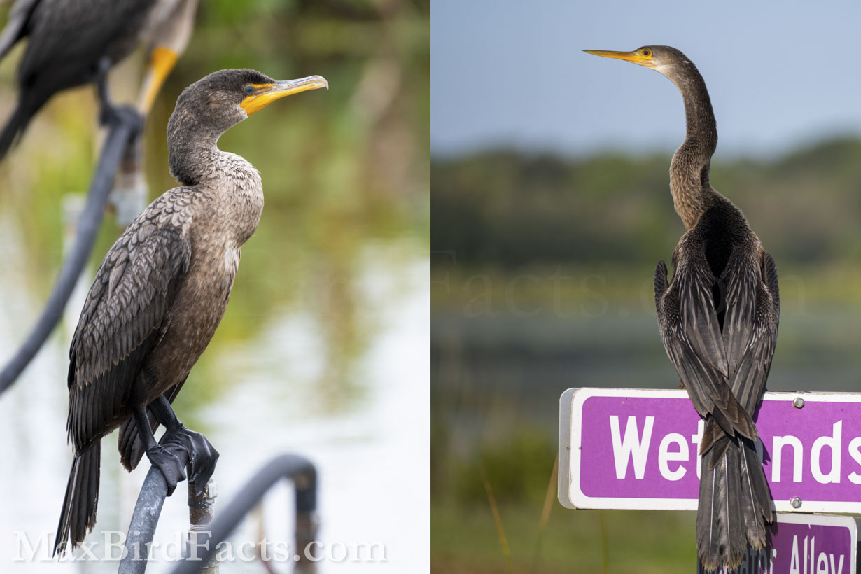 Here, a Double-crested Cormorant (left) and Anhinga (right) are perched and show us their tails quite nicely. Both of these birds are immature, so they have softer features and plumages than that of an adult, but the rule of the Anhinga’s tail being remarkably longer than the Cormorant’s still is obvious.
Anhinga_vs_Cormorant_together_posture