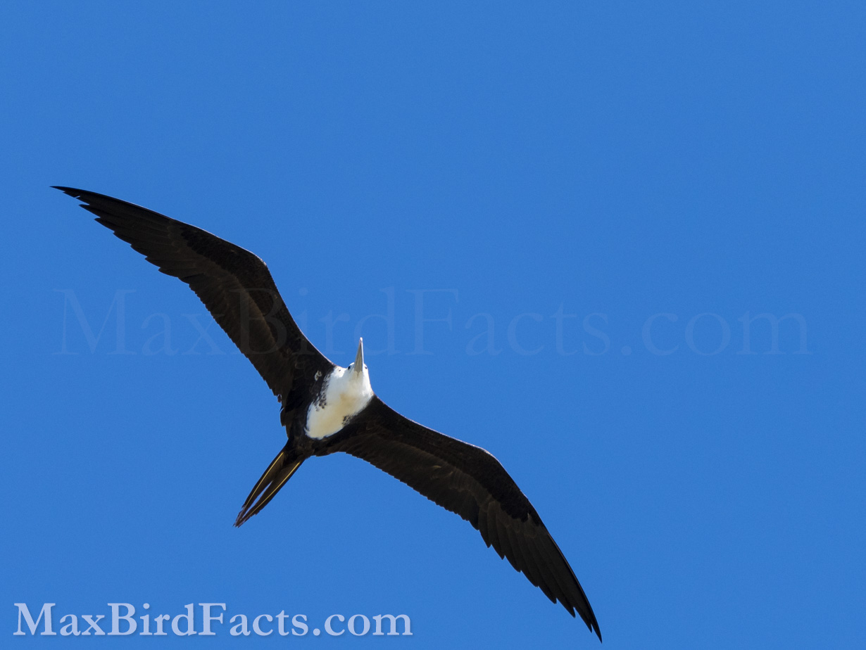 Above is a beautiful example of an immature Magnificent Frigatebird in its Juvenile Plumage. At this stage, there really isn’t a way to differentiate male from female, but it is clearly distinguishable from either adult plumage. This young Frigate’s pure white head and neck immediately indicate to adults that this is a very young bird and poses no threat to them when looking for breeding sites or nesting material. (Marathon, FL. 2022)
Facts_About_Frigate_Birds_immature_head_on