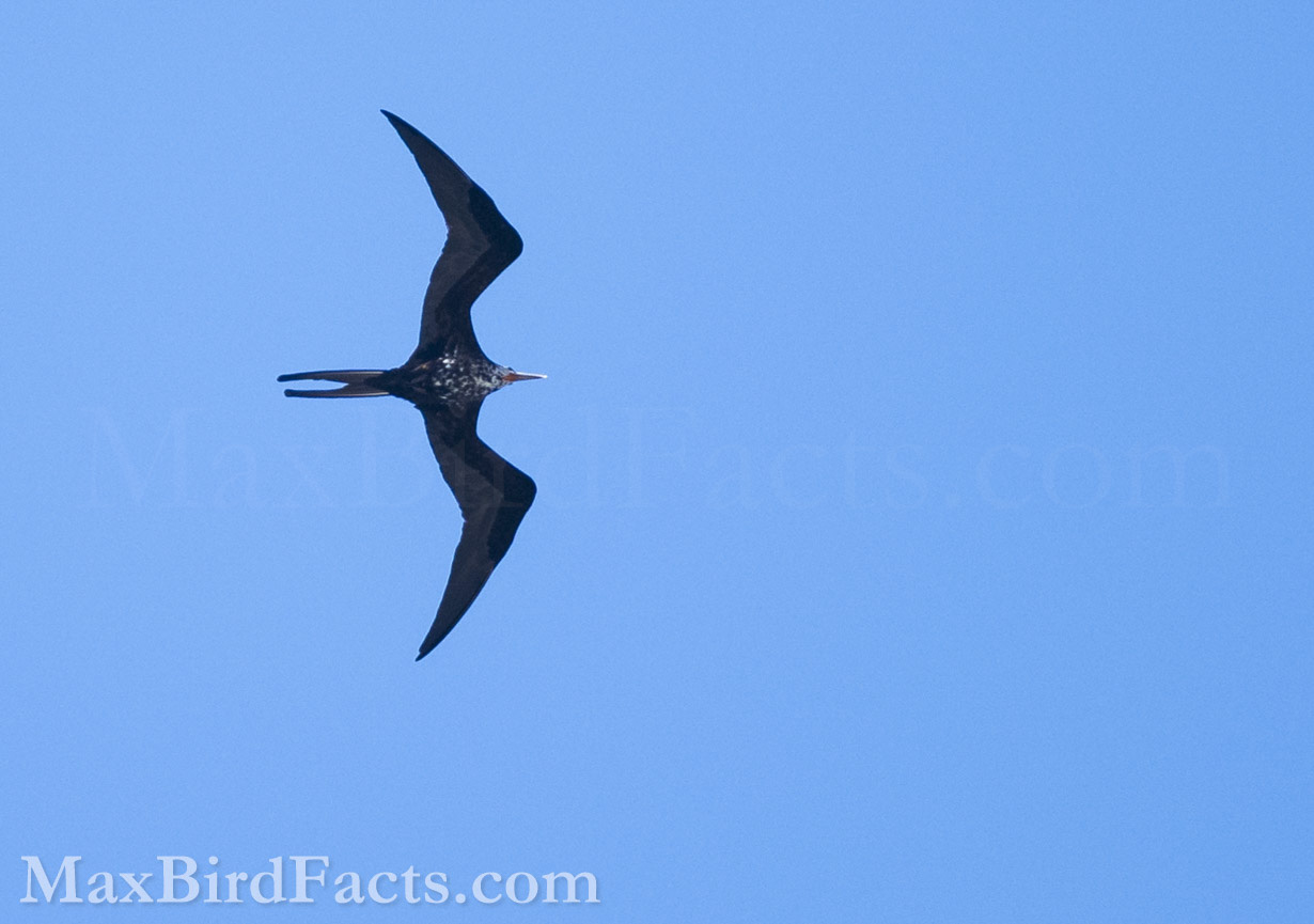 Here, we see an immature male Magnificent Frigatebird in its Basic III Plumage. This stage is the final form before the young male earns his full black attire. The importance of these different stages of coloration is to signify to other birds when that individual has reached the age where it can find a mate. Since there is still a fair amount of white on this bird’s head, it is likely just beginning its Basic III molt and is around five to six years old. (West Bay, KY. 2023)
Facts_About_Frigate_Birds_immature_male
