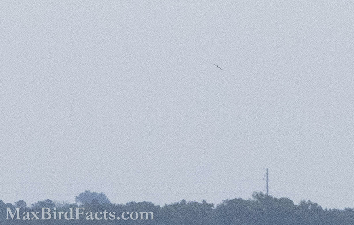It might be hard to see at first, but this Magnificent Frigatebird was at least four miles away, but its distinctive “M” shaped wings are still apparent. (Tavares, FL. 2022)
Facts_About_Frigate_Birds_m_shaped_wing