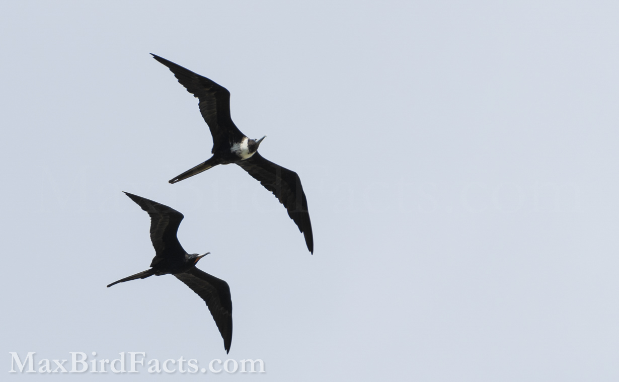 Here is a female Magnificent Frigatebird soaring just above a male. The female’s white vest makes her plainly obvious compared to the jet-black plumage of the male. (Marathon, FL. 2022)
Facts_About_Frigate_Birds_male_and_female_magnificent_frigatebirds_flying
