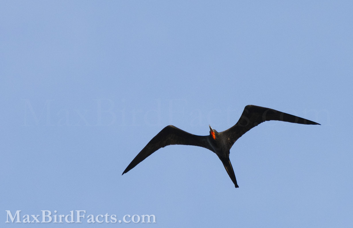 Even though this male Magnificent Frigatebird isn’t displaying his gular sac, it is still on display in a way. Both his wholly black plumage and flashy red throat are immediate signs to other Frigatebirds that he is in good health and is a successful and suitable mate. (Marathon, FL. 2022)
Facts_About_Frigate_Birds_male_showing_gular_pouch