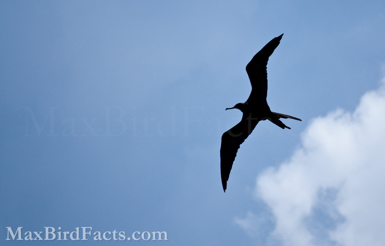 Facts_About_Frigate_Birds_male_silhouette_PR
The first time I laid eyes on a Magnificent Frigatebird in San Juan Bay, I was captivated. This large black bird looked so different from any other seabird I had seen until then with its slender wings, forked tail, and remarkably long bill. (San Juan, PR. 2010)