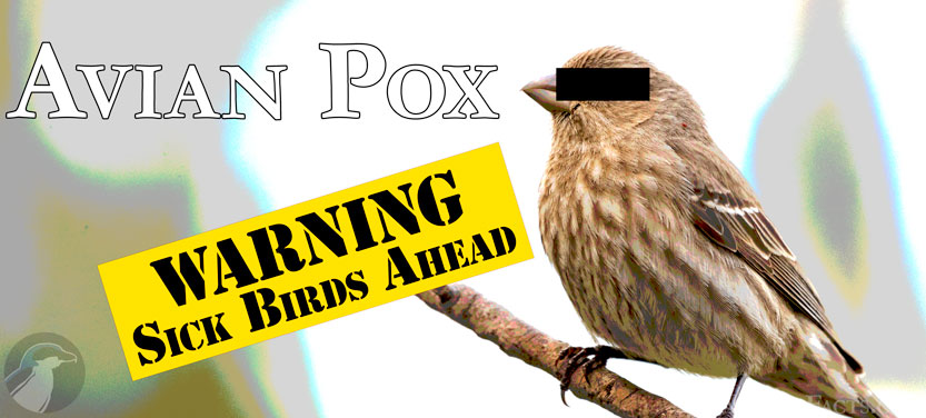 Avian_Pox_banner