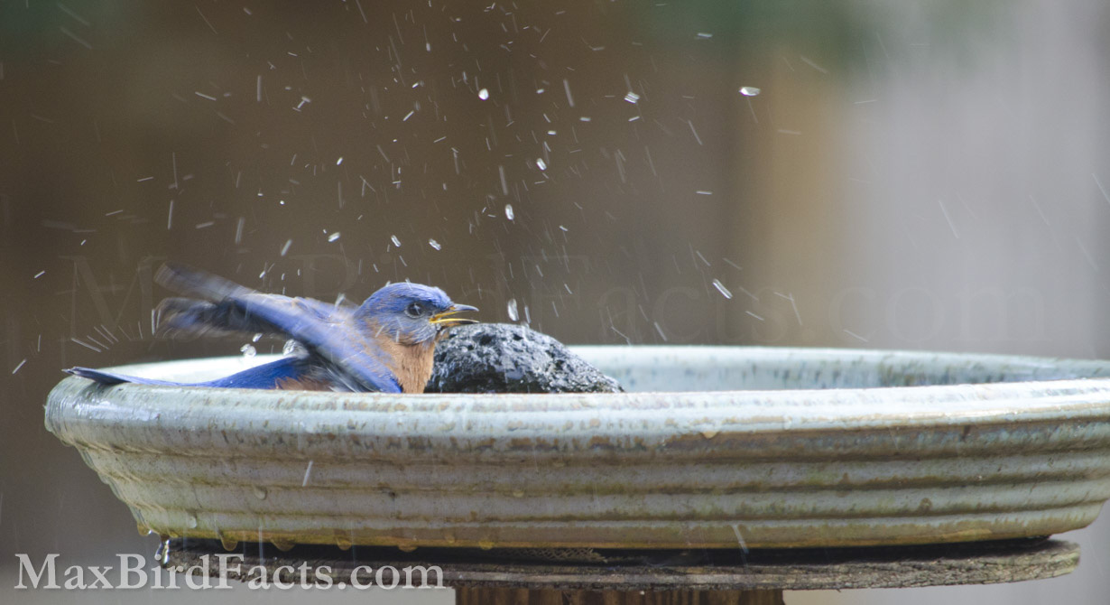 This male Eastern Bluebird (Sialia sialis) is enjoying a nice, clean bird bath. I love watching the different birds interact with the baths differently. Bluebirds tend to dive entirely in and vigorously clean their feathers, while Tufted Titmice (Baeolophus bicolor) and Carolina Chickadees (Poecile carolinensis) sit on the rim and drink, rarely going into the water for a proper bath.
male eastern bluebird in bird bath