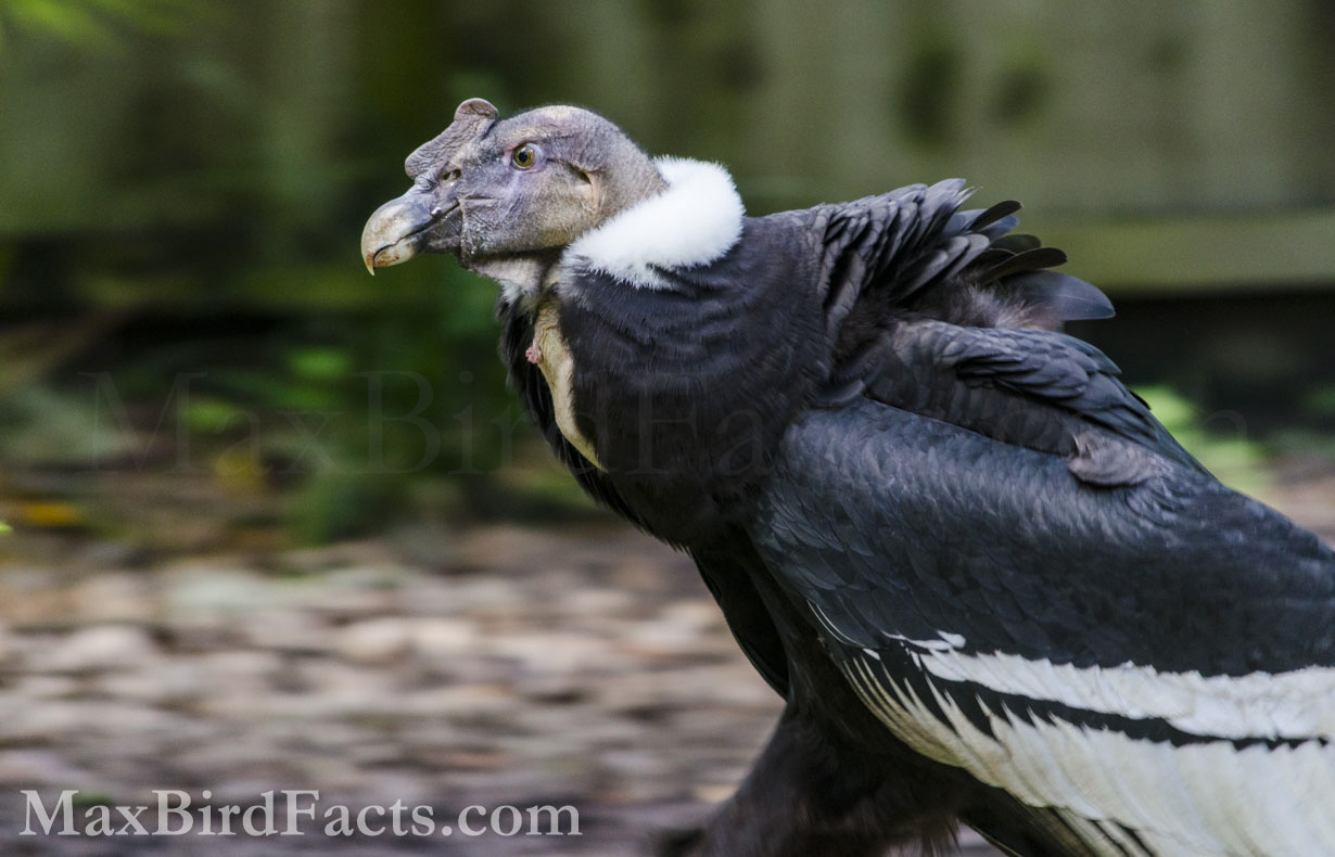 Andean Condors are stunning birds to witness. Their massive size is vital to their survival in the mountainous skies of Peru, Chile, and Argentina. Their collar even appears to mimic a warm fur-lined jacket a human would want for frigid temperatures. (Tampa, FL. 2019)
Vulture_Lifespan_andean_condor_walking