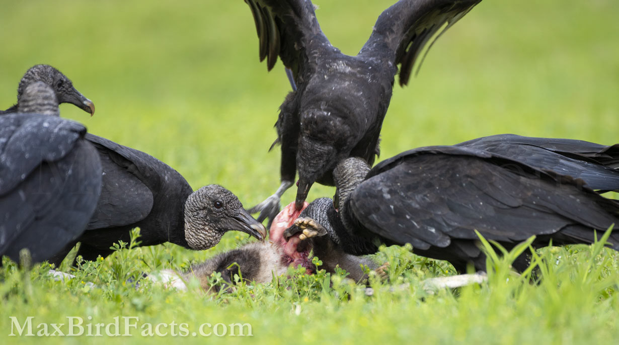 Black Vultures are sometimes more prevalent than Turkey Vultures here in the US Southeast. These birds are smaller than their pink-headed relatives, but they have more character, in my opinion. This group of birds was feasting on an opossum that was likely hit by a car the night before, so it was still somewhat fresh, all things considered. Still, the stench of the mammal once the Vultures opened it up was almost unbearable. I don’t know how these birds can handle the smell with more sensitive noses than mine but to each their own. (Oviedo, FL. 2021)
Vulture_Lifespan_black_vultures_feeding