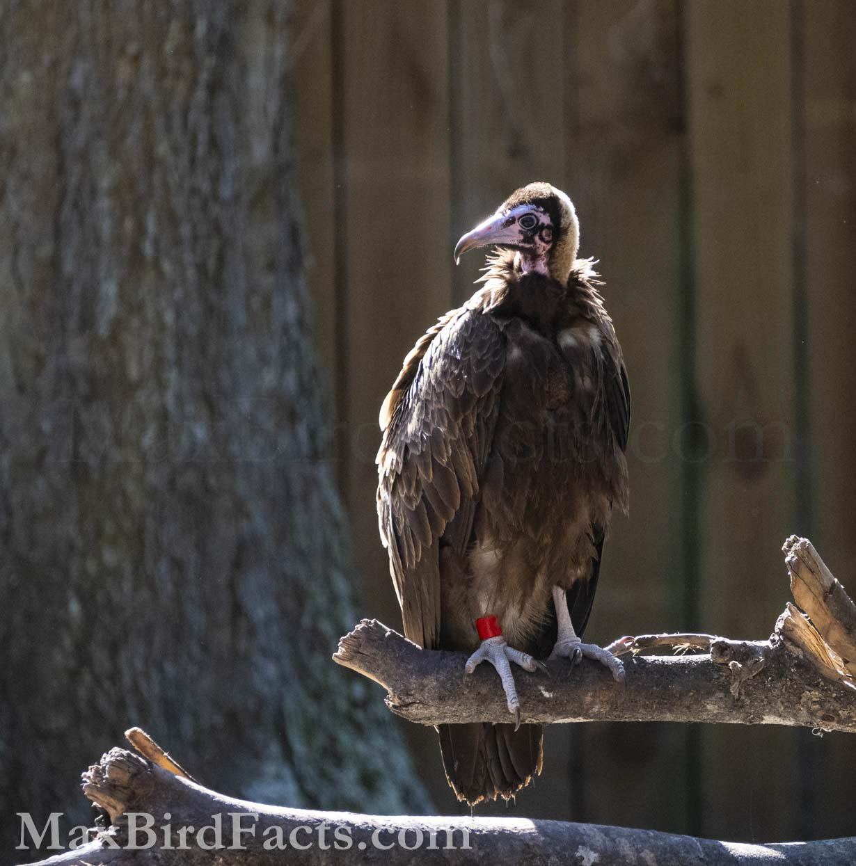 This Hooded Vulture has a partially feathered head, likely to help insulate it a little easier. These feathers are the root of their common name since they appear to form a “hood” on the bird’s head. (St. Augustine, FL. 2022)
Vulture_Lifespan_hooded_vulture