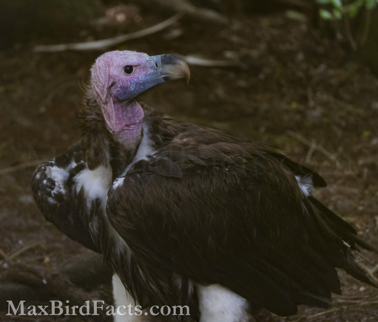 Another behemoth vulture from the African continent, the Lappet-faced Vulture, throws a curious curveball into the reasoning of the Vulture’s bald head. These birds seem to be able to change the vibrancy of their exposed facial skin depending on their mood. When the Vulture needs to show aggression to scare off other scavengers from a carcass, it flushes blood to its face to turn it into a vibrant pink. This change of color can also serve as a non-verbal cue to other species members if that Vulture is defending territory or attempting to display for potential mates. (Jacksonville, FL. 2021)
Vulture_Lifespan_lappet_faced_vulture