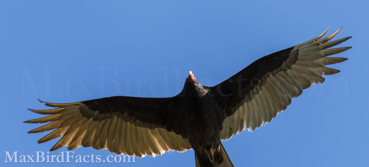 Turkey Vultures can sometimes be misidentified as Bald Eagles due to their similar size and coloration. However, if you watch for the silvery-white trailing edge of the Vulture’s wings, you won’t have any issues with this. (Christmas, FL. 2020)
Vulture_Lifespan_turkey_vulture_flying