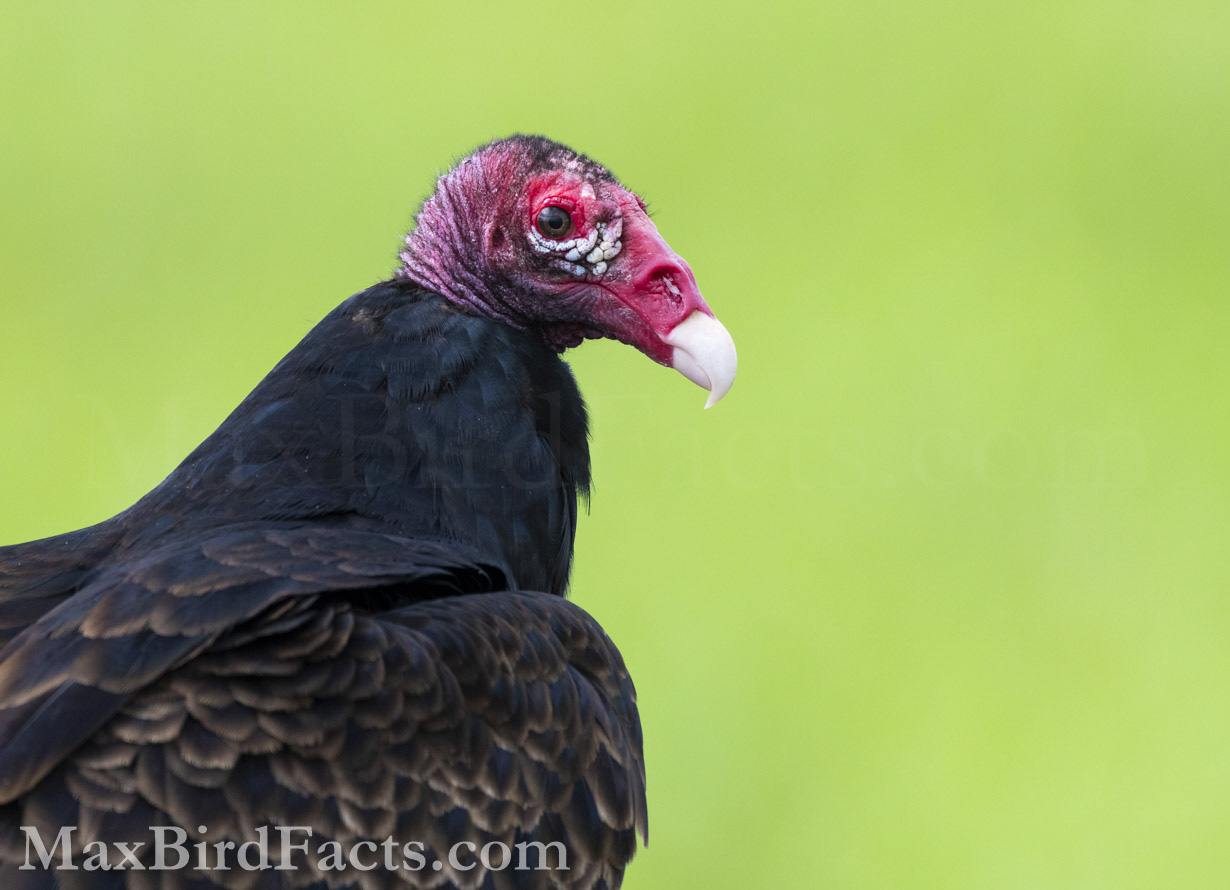 Turkey Vultures are the most dominant species of carrion-feeding bird of prey in the New World. These large birds are surprisingly colorful if caught in the right light. Their warm, chocolate-brown plumage with silvery underwings in flight is an easy indicator for identification. Their fleshy pink heads stand out in a feeding frenzy with Black Vultures. (Christmas, FL. 2022)
Vulture_Lifespan_turkey_vulture_head