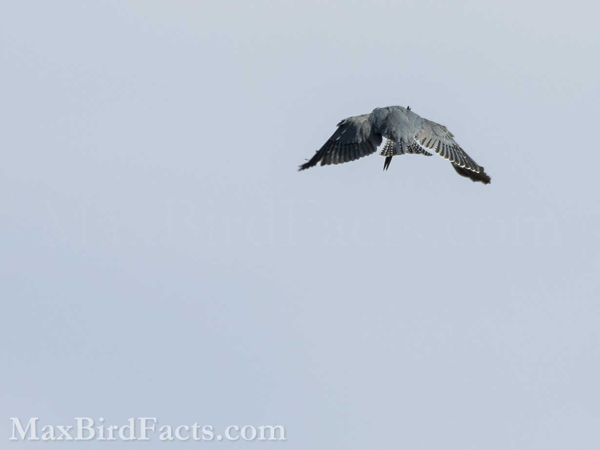 The female Belted Kingfisher (Megaceryle alcyon) hovered over the water so close I could see perfect detail in her feathers through my lens, and you didn't need any optical aid to watch her hunt.