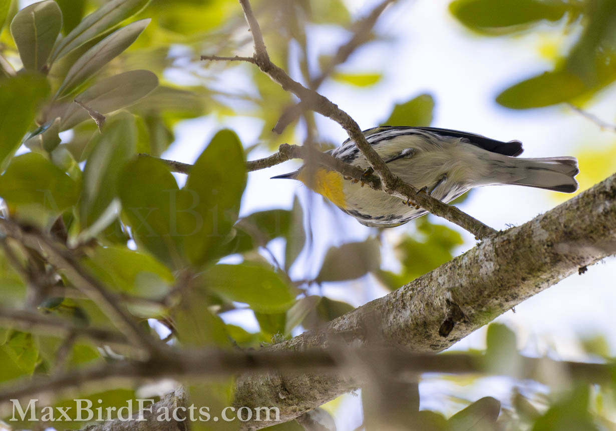 This Yellow-throated Warbler (Setophaga dominica) gave us the perfect view of its namesake feature.