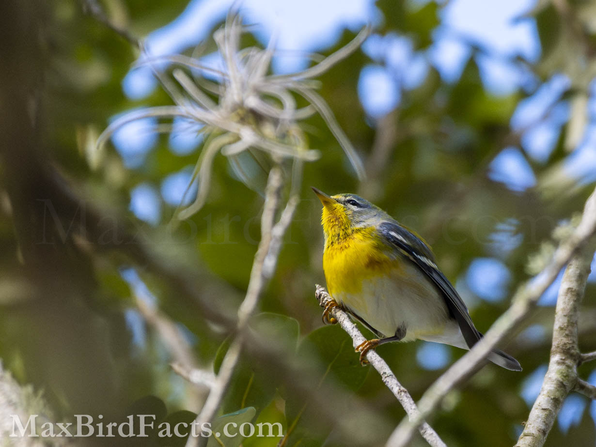This is the only clear image I captured of our rare Northern Parula (Setophaga americana), and I couldn’t be happier!